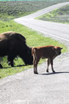 Explore Roadside Nature - Yellowstone NP Bison Calves